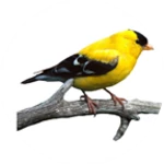 bird calls and ringtones android application logo